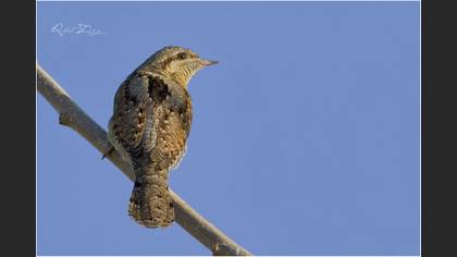 Boyunçeviren » Eurasian Wryneck » Jynx torquilla