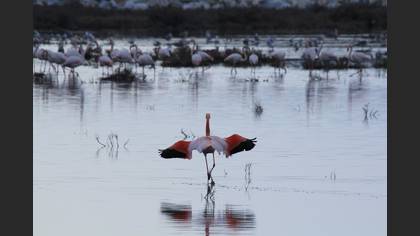 Flamingo » Greater Flamingo » Phoenicopterus roseus