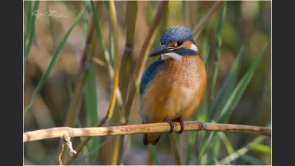 Yalıçapkını » Common Kingfisher » Alcedo atthis
