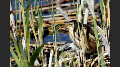 Küçük balaban » Little Bittern » Botaurus minutus
