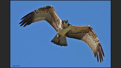 Balık kartalı
