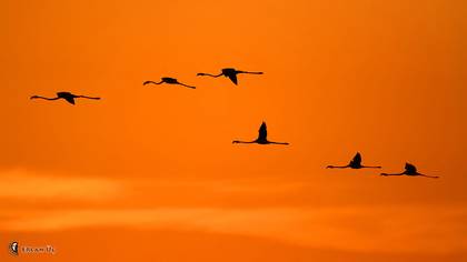 Flamingo