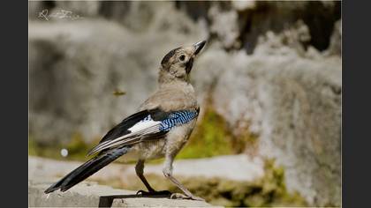 Alakarga » Eurasian Jay » Garrulus glandarius