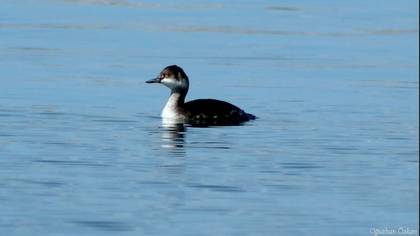 Karaboyunlu batağan » Black-necked Grebe » Podiceps nigricollis