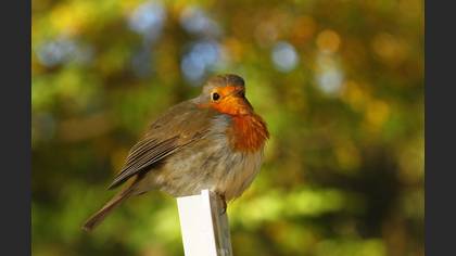 Kızılgerdan » European Robin » Erithacus rubecula