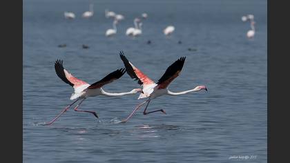 Flamingo