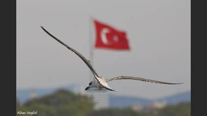 Gümüş martı