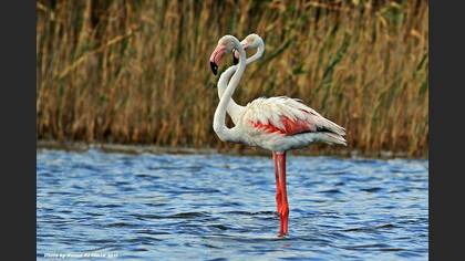 Flamingo