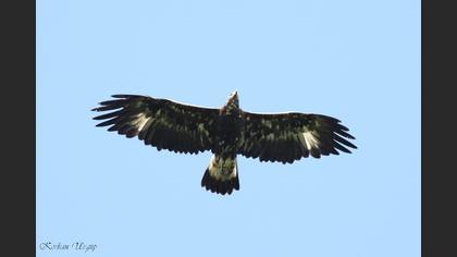 Kaya kartalı