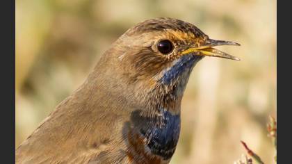 Mavigerdan » Bluethroat » Luscinia svecica