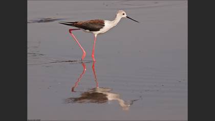 Uzunbacak » Black-winged Stilt » Himantopus himantopus