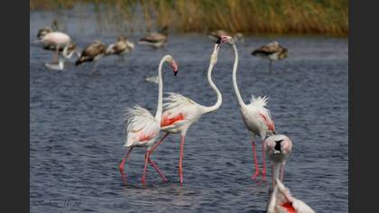 Flamingo