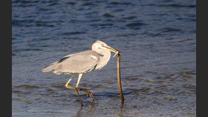 Gri balıkçıl » Grey Heron » Ardea cinerea