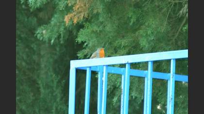 Kızılgerdan » European Robin » Erithacus rubecula