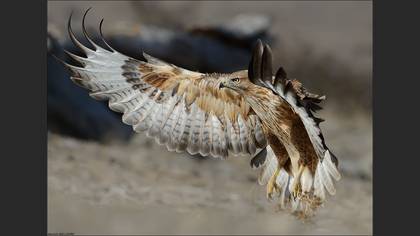 Kızıl şahin » Long-legged Buzzard » Buteo rufinus