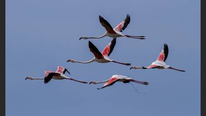 Flamingo