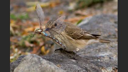 Benekli sinekkapan » Spotted Flycatcher » Muscicapa striata