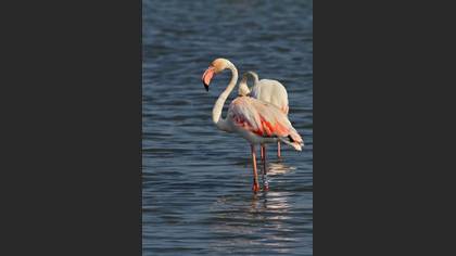 Flamingo