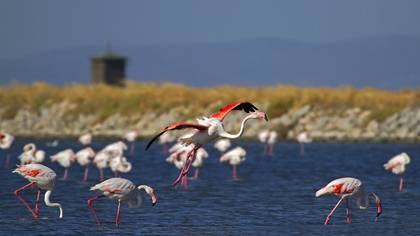 Flamingo