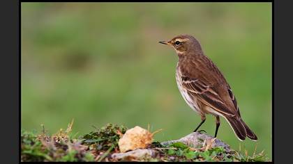 Dağ incirkuşu » Water Pipit » Anthus spinoletta