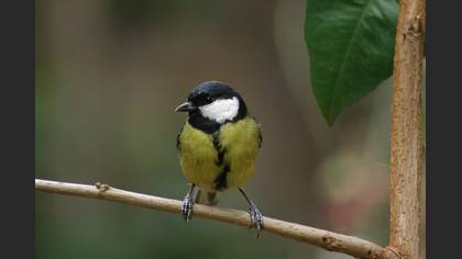 Büyük baştankara » Great Tit » Parus major