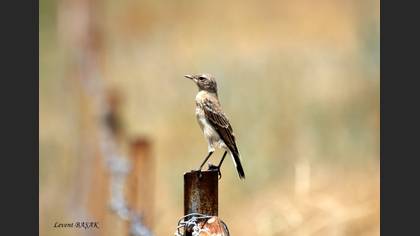 Kuyrukkakan » Northern Wheatear » Oenanthe oenanthe