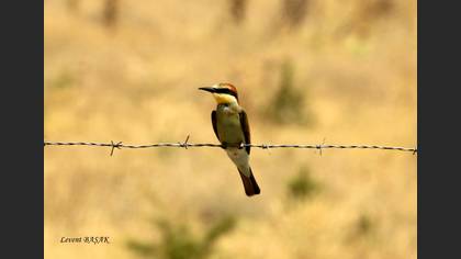 Arıkuşu » European Bee-eater » Merops apiaster