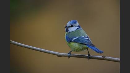 Mavi baştankara » Eurasian Blue Tit » Cyanistes caeruleus