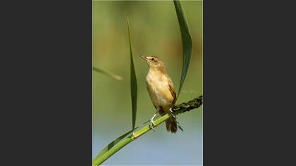 Büyük kamışçın » Great Reed Warbler » Acrocephalus arundinaceus