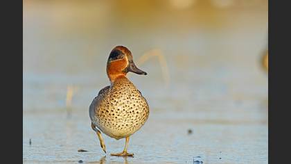 Çamurcun