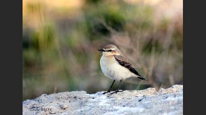 Kuyrukkakan » Northern Wheatear » Oenanthe oenanthe