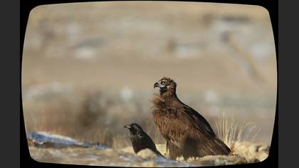 Kara akbaba » Cinereous Vulture » Aegypius monachus
