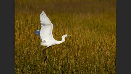 Büyük ak balıkçıl » Great Egret » Ardea alba