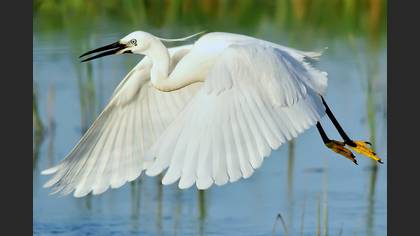 Küçük ak balıkçıl » Little Egret » Egretta garzetta