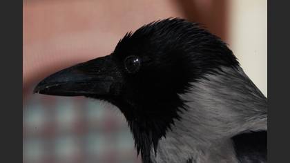 Leş kargası » Hooded Crow » Corvus cornix