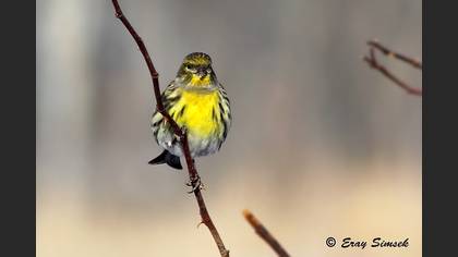 Küçük iskete » European Serin » Serinus serinus