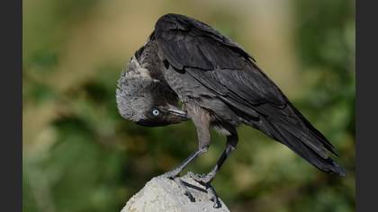Küçük karga » Western Jackdaw » Coloeus monedula