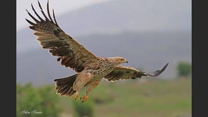 Şah kartal
