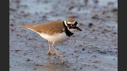 Halkalı küçük cılıbıt » Little Ringed Plover » Charadrius dubius