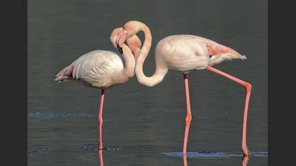 Flamingo » Greater Flamingo » Phoenicopterus roseus