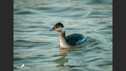 Kulaklı batağan » Horned Grebe » Podiceps auritus