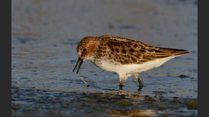 Küçük kumkuşu » Little Stint » Calidris minuta