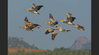 Ak pelikan