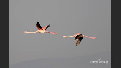 Flamingo