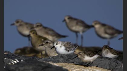 Ak kumkuşu