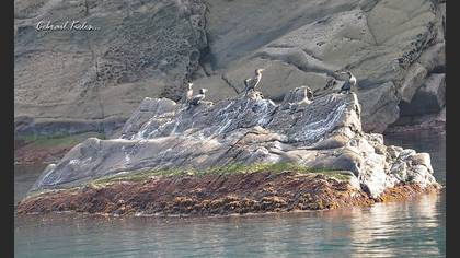 Karabatak » Great Cormorant » Phalacrocorax carbo