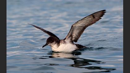 Yelkovan » Yelkouan Shearwater » Puffinus yelkouan
