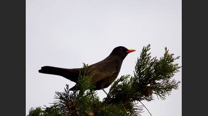 Karatavuk