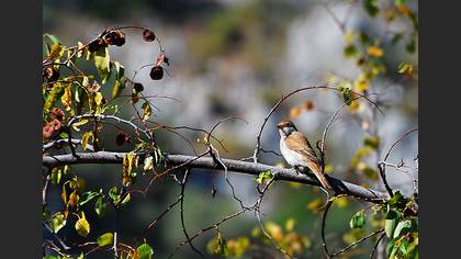 Kızılsırtlı örümcekkuşu » Red-backed Shrike » Lanius collurio