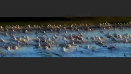 Flamingo » Greater Flamingo » Phoenicopterus roseus
